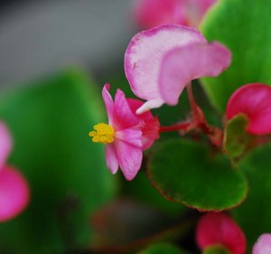 begonia1